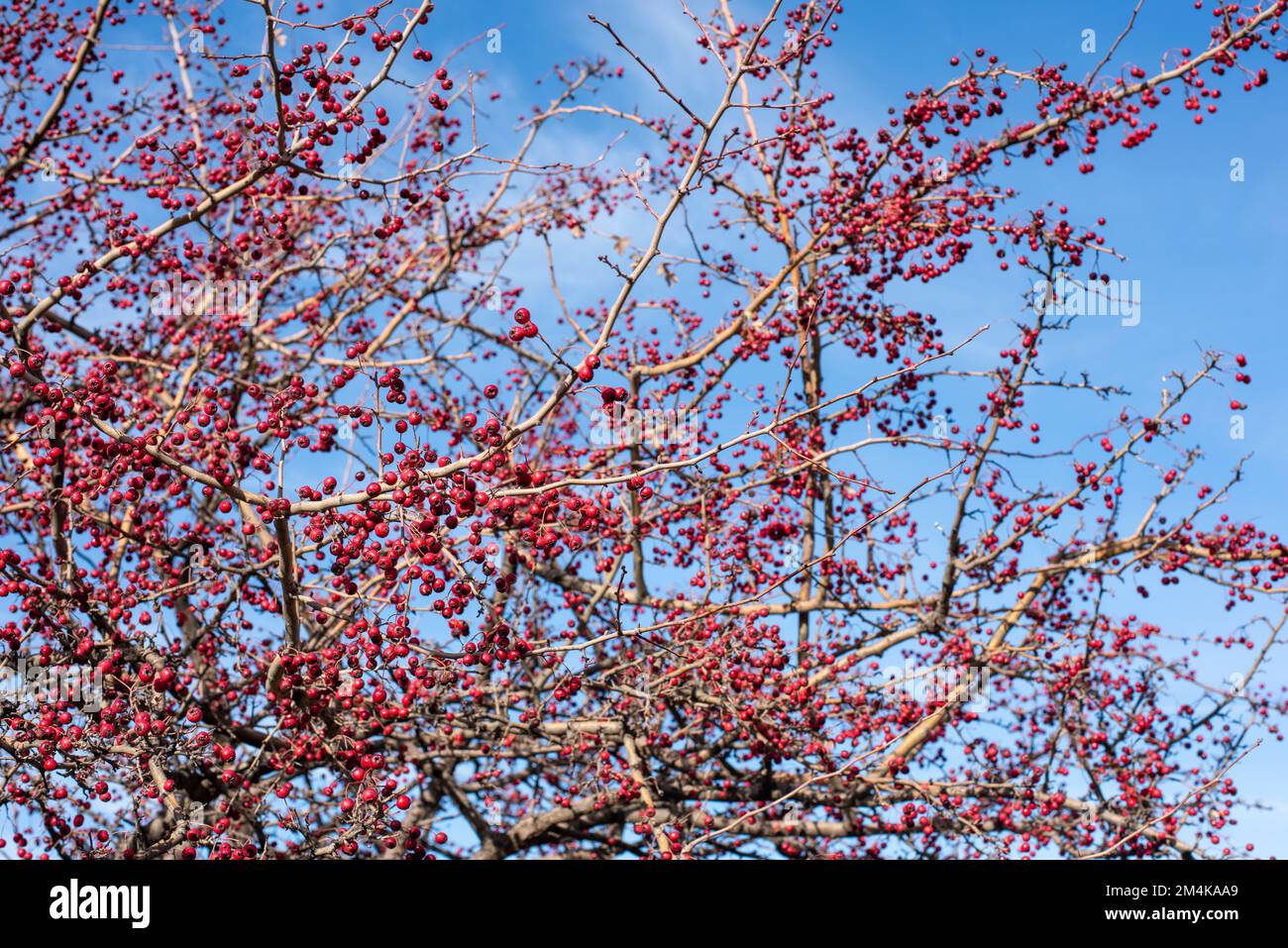 Frutos rojos del majuelo en las ramas de su árbol a finales de otoño Stock Photo