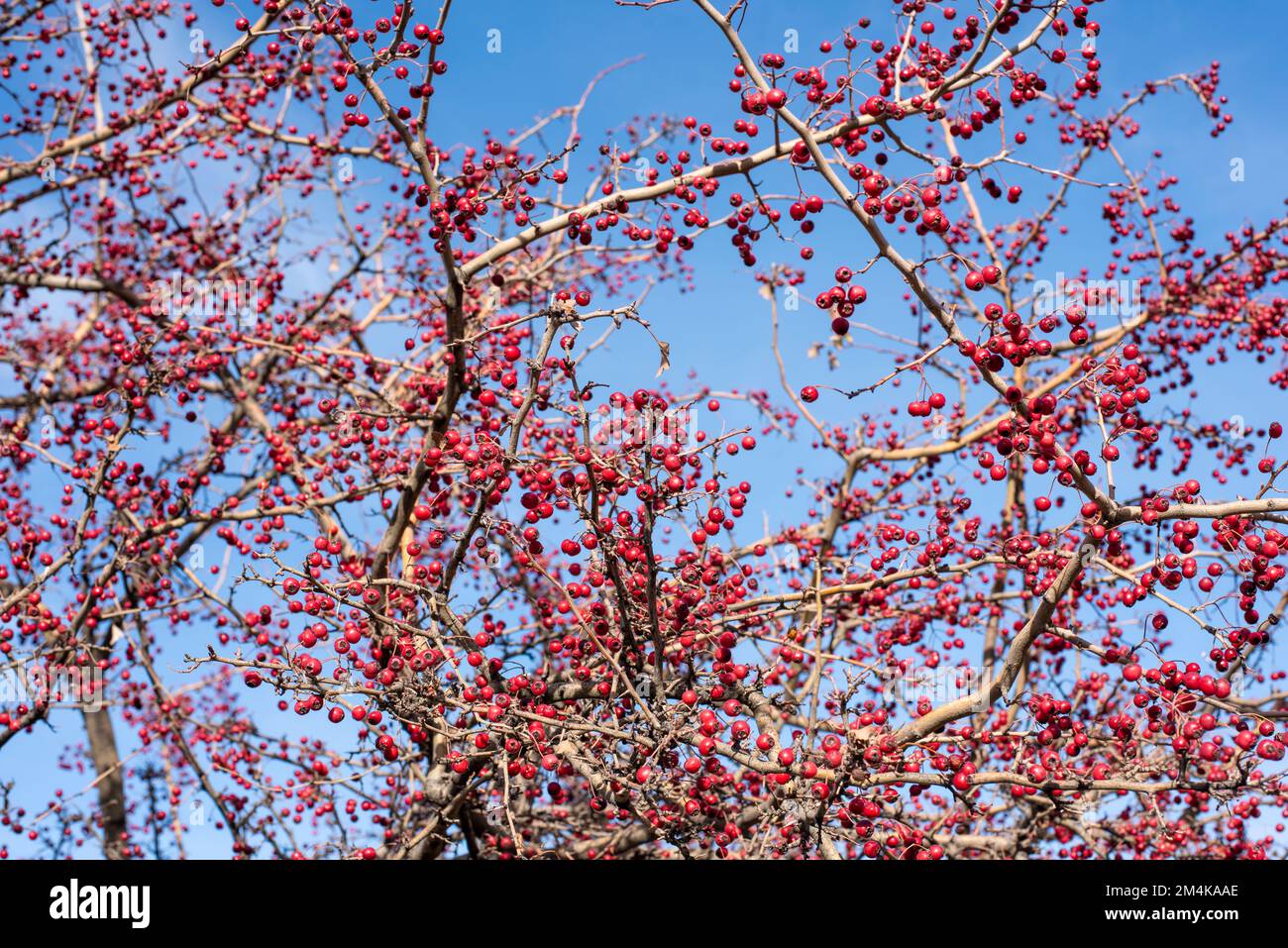 Frutos rojos del majuelo en las ramas de su árbol a finales de otoño Stock Photo