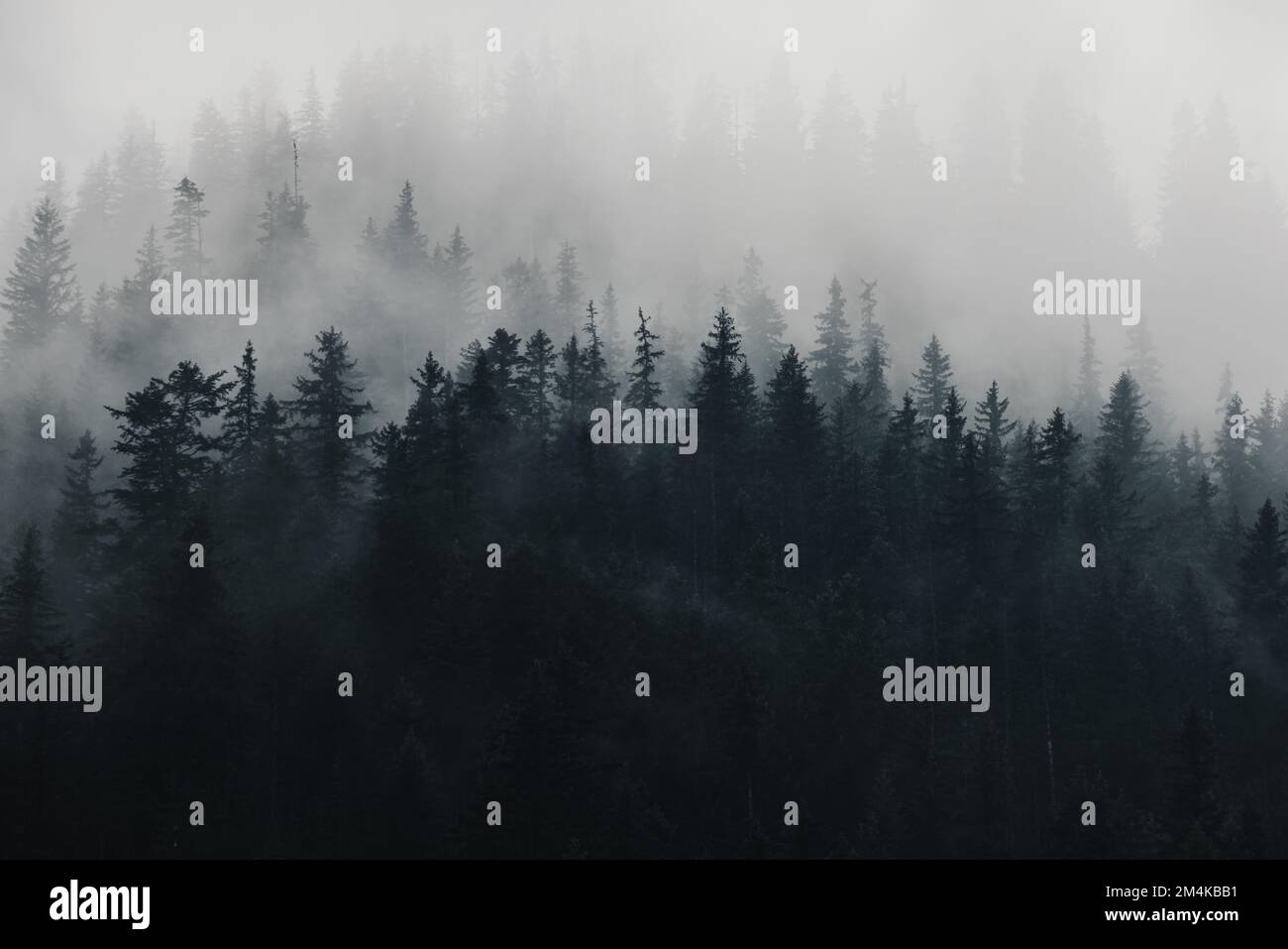 Spooky forest dark green hi-res stock photography and images - Alamy