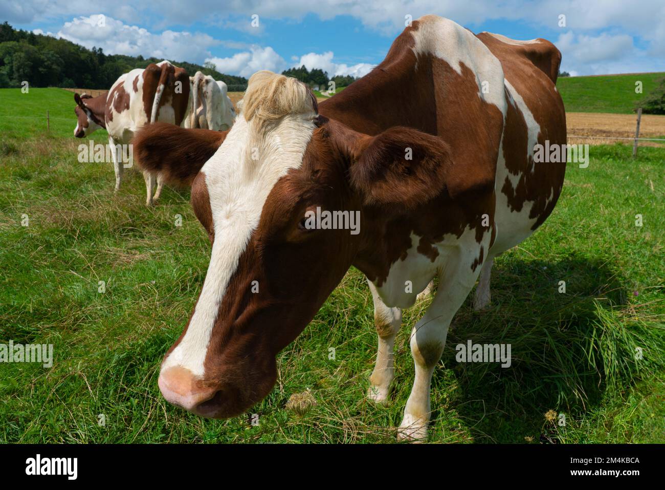 A group of brown and white Ayrshire cattle grazing in lush green meadow in Switzerland Stock Photo