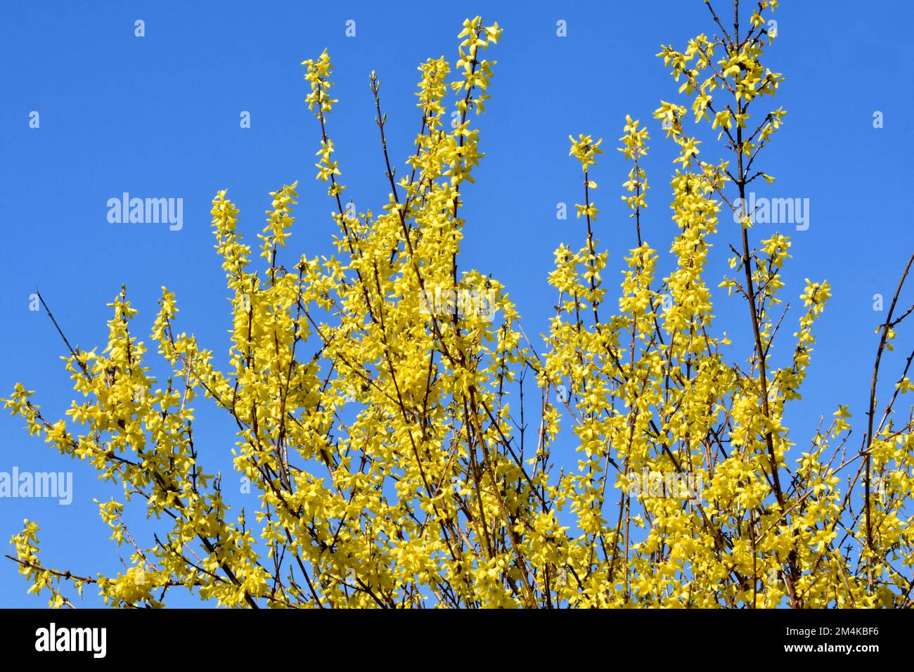 A tree with yellow foliage against a blue sky Stock Photo