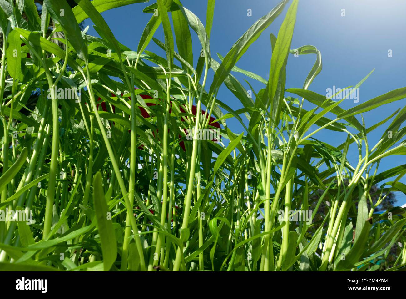 Water spinach in Agricultural greenhouse farm. Stock Photo