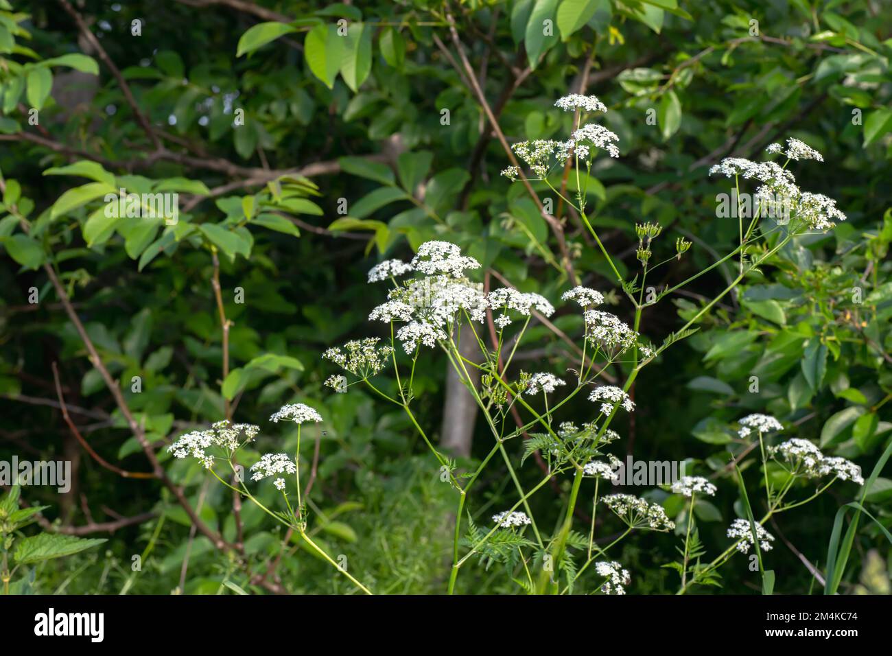 Anthriscus sylvestris, cow parsley, wild chervil, wild beaked parsley