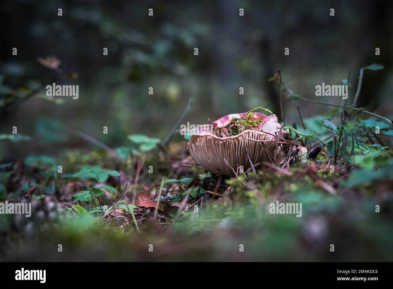 A closeup of growing mushroom in forest Stock Photo - Alamy