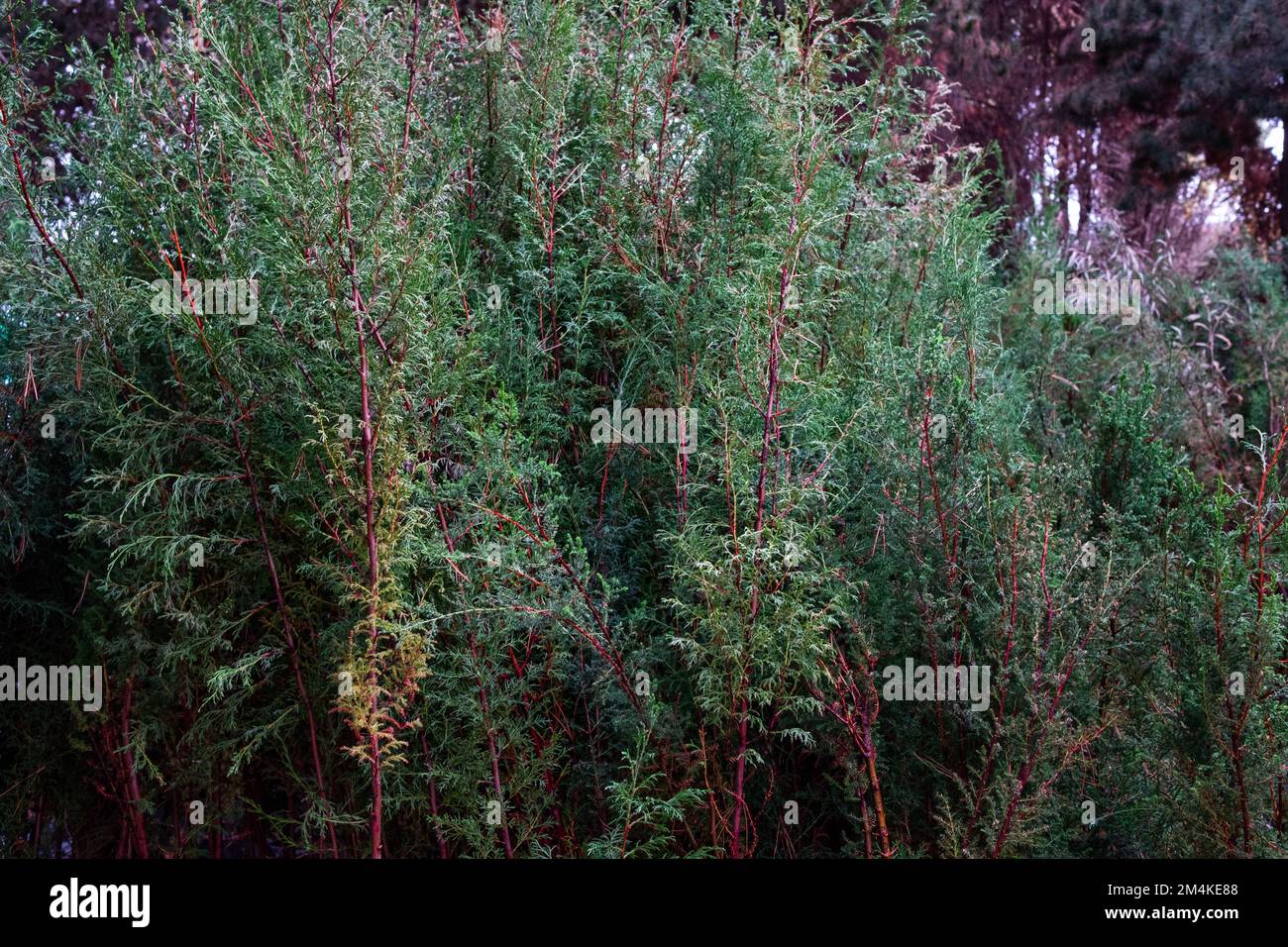 A closeup shot of Salix purpurea Stock Photo