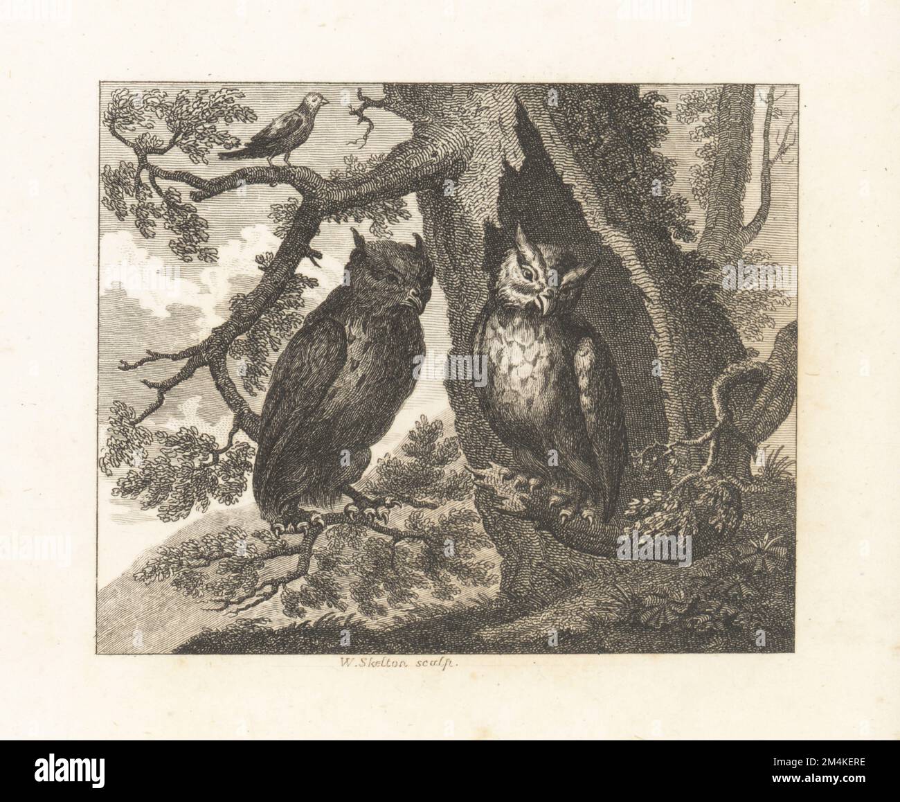 The Two Owls and the Sparrow. A sparrow on a tree branch berates two owls for their arrogance and pride. Copperplate engraving by William Skelton from Fables by John Gay, with a Life of the Author, John Stockdale, London, 1793. Stock Photo