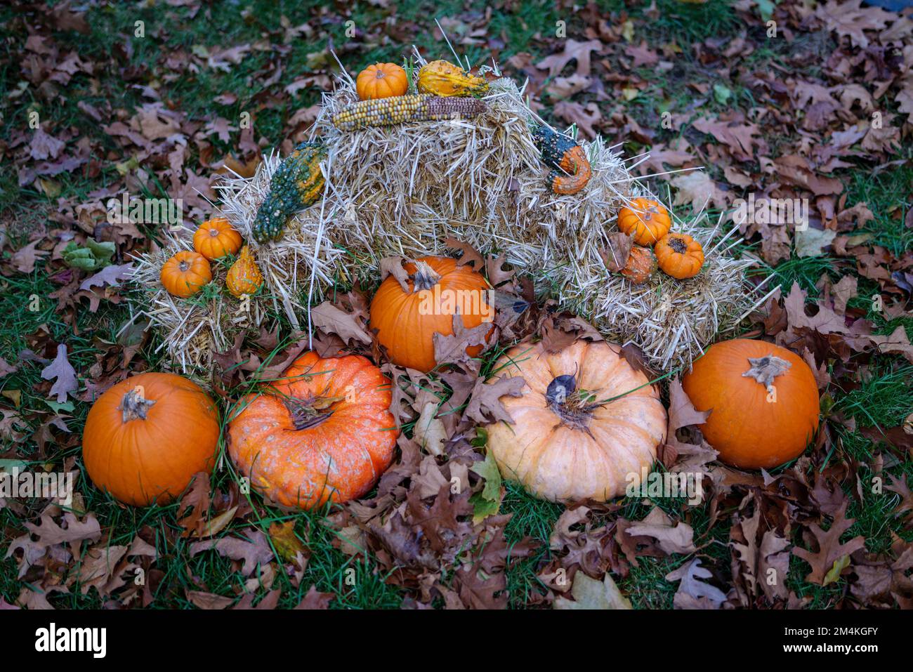 Preparation for Halloween, pumpkins on wet grass whit autumn fallen leaves Stock Photo