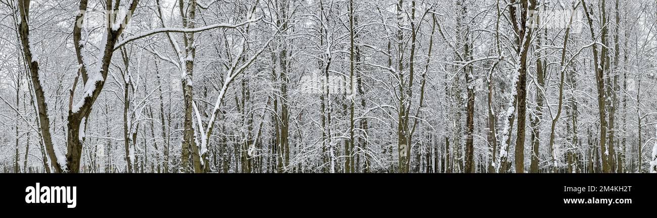 snow-covered trees in the winter forest. snowy trees background. panoramic view. Stock Photo