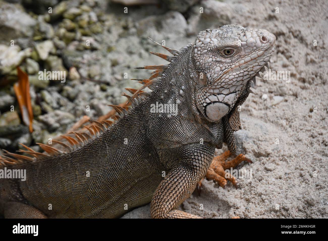 close up of an Iguana on Renaissance Island, Aruba Stock Photo