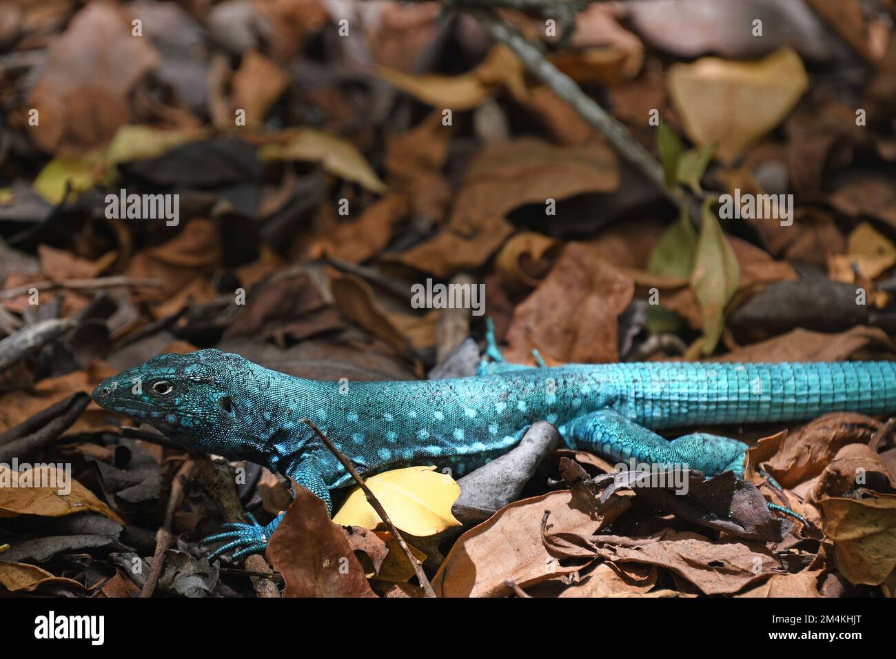 a blue iguana in the wood on Renaissance Island, Aruba Stock Photo