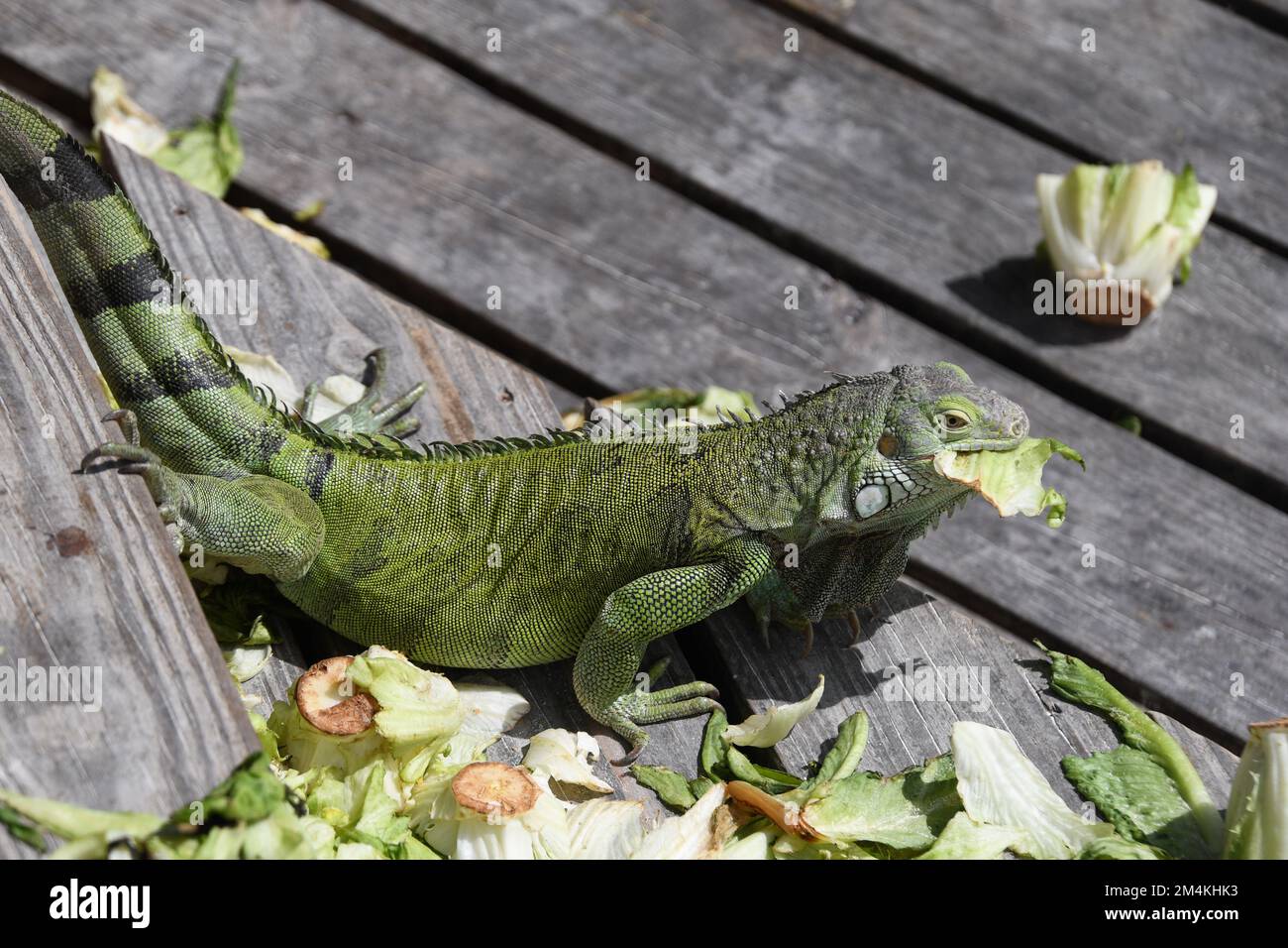 An green iguana eating cabbages on Renaissance Island, Aruba Stock Photo
