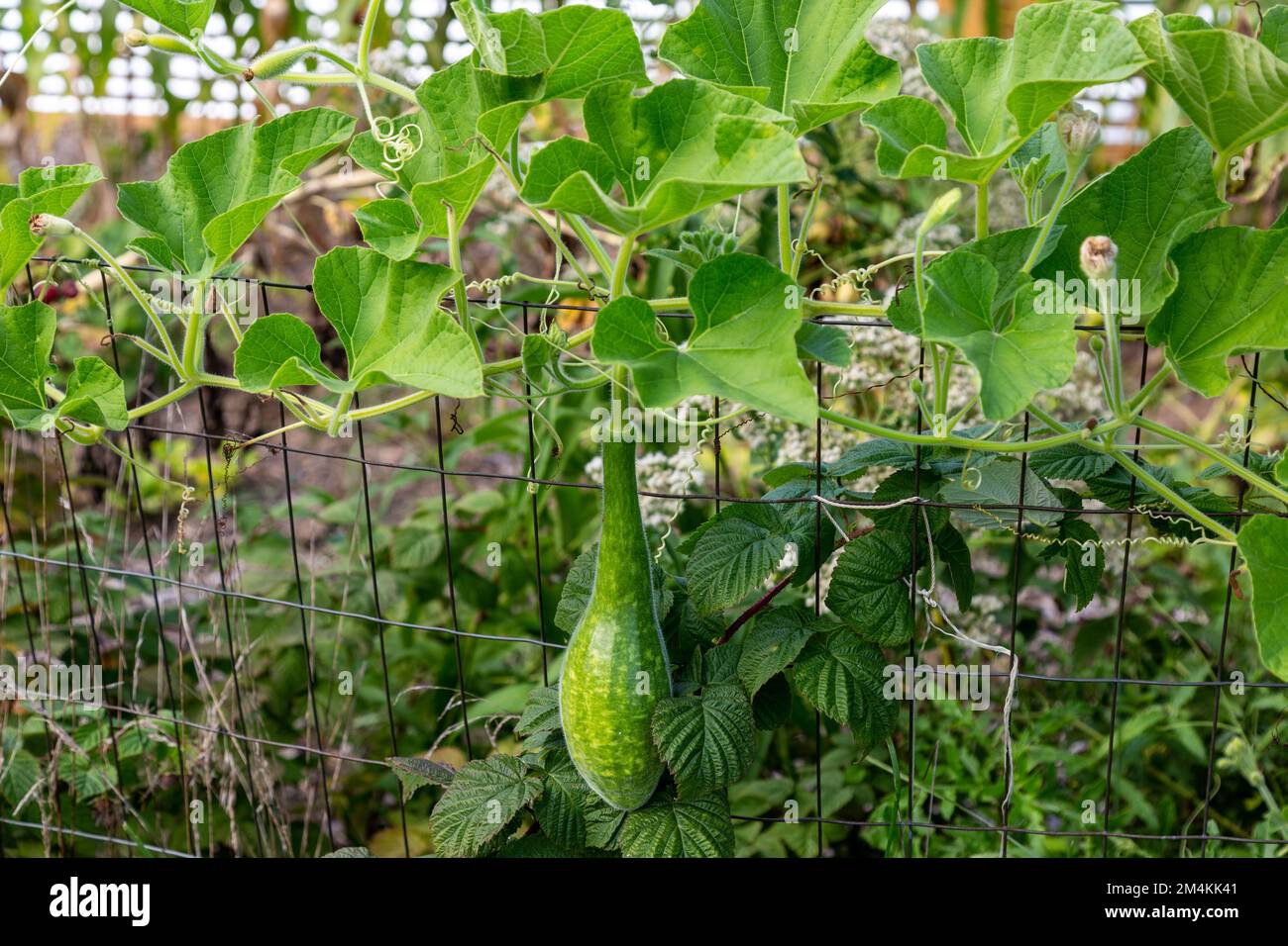 A dinosaur gourd grows over a fence in a Northeast Indiana vegetable garden. Stock Photo