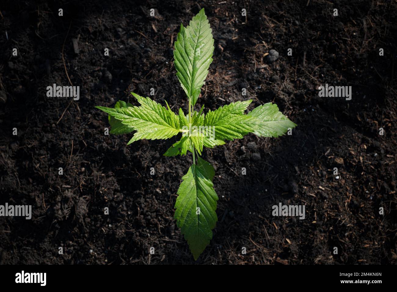 Frisian duck cannabis breed marijuana growing in the ground Stock Photo ... - Birds That Eat Marijuana In Feeders