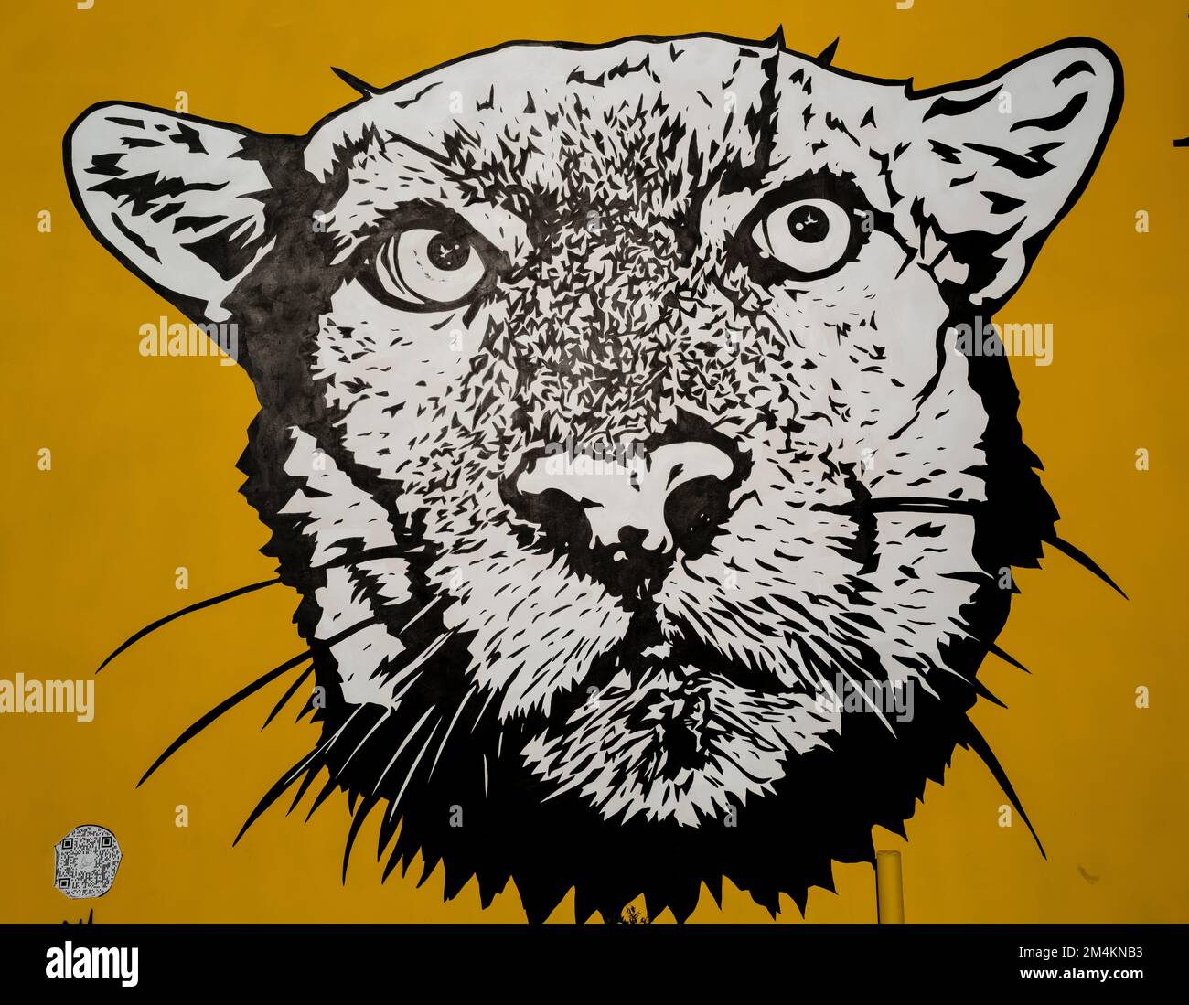 Los Angeles, USA. 21st Dec, 2022. A mural dedicated to P-22, a wild mountain lion living in the Hollywood Hills. P-22 was the beloved unofficial mascot of Los Angeles. The mural was painted by artist Corie Mattie on the side of Hype Fitness building in Silverlake. The mural was created for the #savelacougars campaign to help wild big cats from extinction. P-22 was euthanized earlier last week after suffering from injuries from getting hit by a vehicle. 12/21/2022 Los Angeles, CA., USA. (Photo by Ted Soqui/SIPA USA) Credit: Sipa USA/Alamy Live News Stock Photo