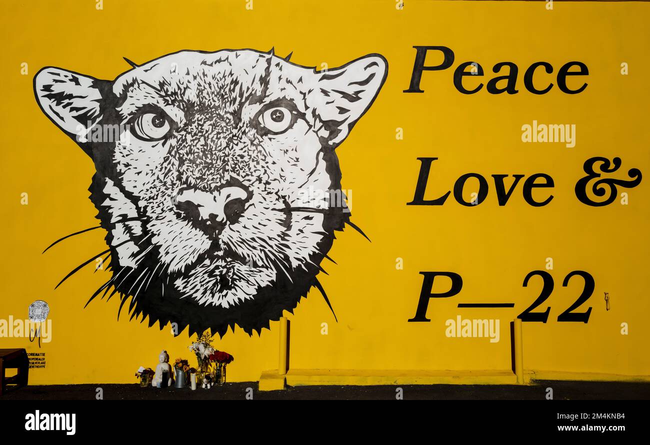 Los Angeles, USA. 21st Dec, 2022. A mural dedicated to P-22, a wild mountain lion living in the Hollywood Hills. P-22 was the beloved unofficial mascot of Los Angeles. The mural was painted by artist Corie Mattie on the side of Hype Fitness building in Silverlake. The mural was created for the #savelacougars campaign to help wild big cats from extinction. P-22 was euthanized earlier last week after suffering from injuries from getting hit by a vehicle. 12/21/2022 Los Angeles, CA., USA. (Photo by Ted Soqui/SIPA USA) Credit: Sipa USA/Alamy Live News Stock Photo