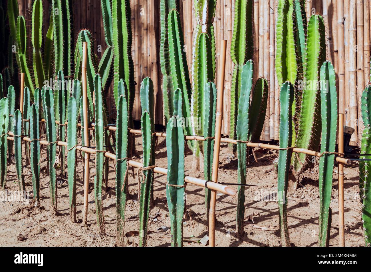 kuentz cactus Cactus Affinity - bridge main image 0