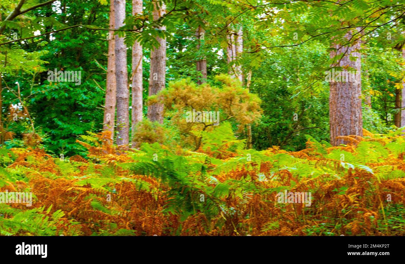 An autumnal scenery of ferns in the 100 Acre Woods Fareham in  England Stock Photo