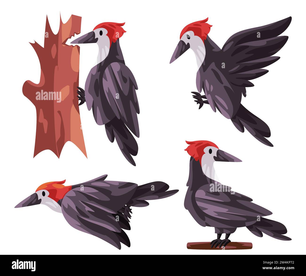 Woodpecker Picidae bird poses fly stand with red head white black color graphic illustration Stock Vector