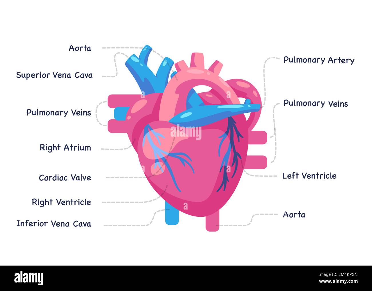 Heart blood cisrculation cardiovascular organ illustration drawing graphic of medical anatomy Stock Vector
