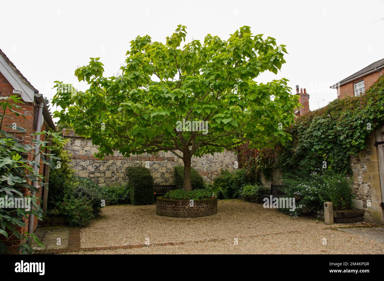 View of an Indian Bean Tree, latin name Catalpa bignonioides, in late summer in southern England. Stock Photo