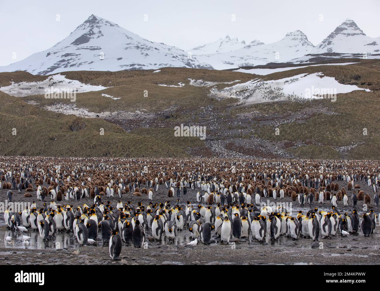 A large group of king penguins on Salisbury plain. South Georgia islands, Antarctica. Stock Photo