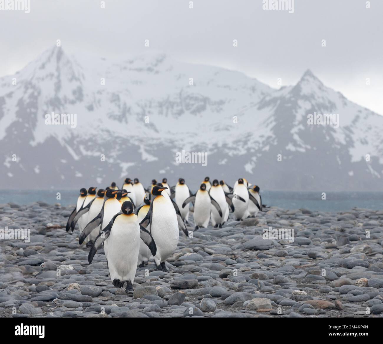 A group of king penguins walking on the beach of Salisbury Plains ...