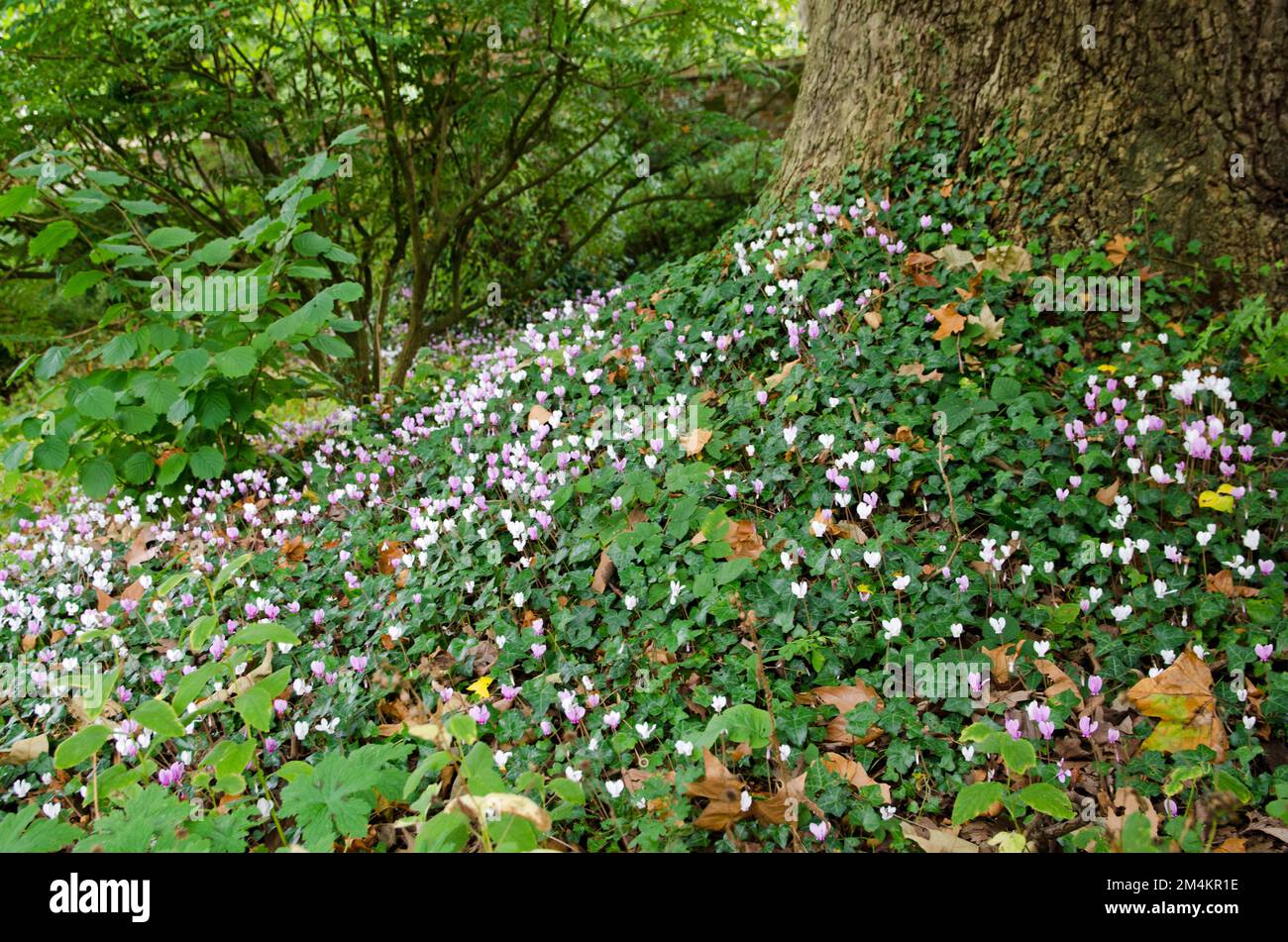 A beautiful carpet of pink and white cyclamen flowering at the base of an oak tree in woodland in Hampshire on a September afternoon. Stock Photo