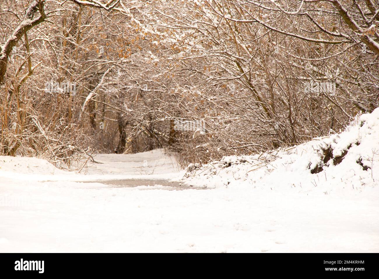 snowy winter road in a city park in Ukraine Stock Photo