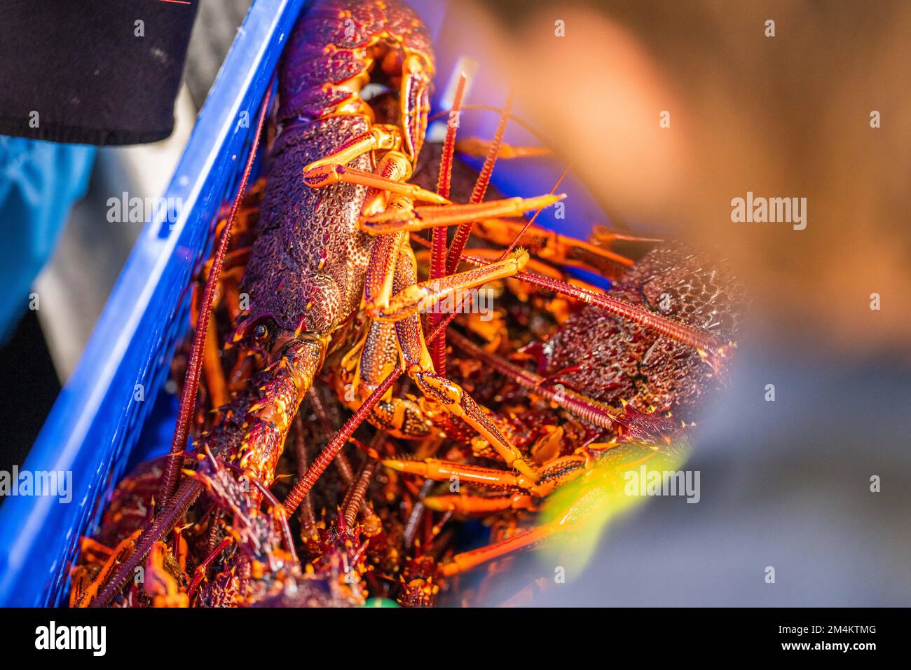 Live east coast rock lobster fishing in australia. Crayfish on a boat