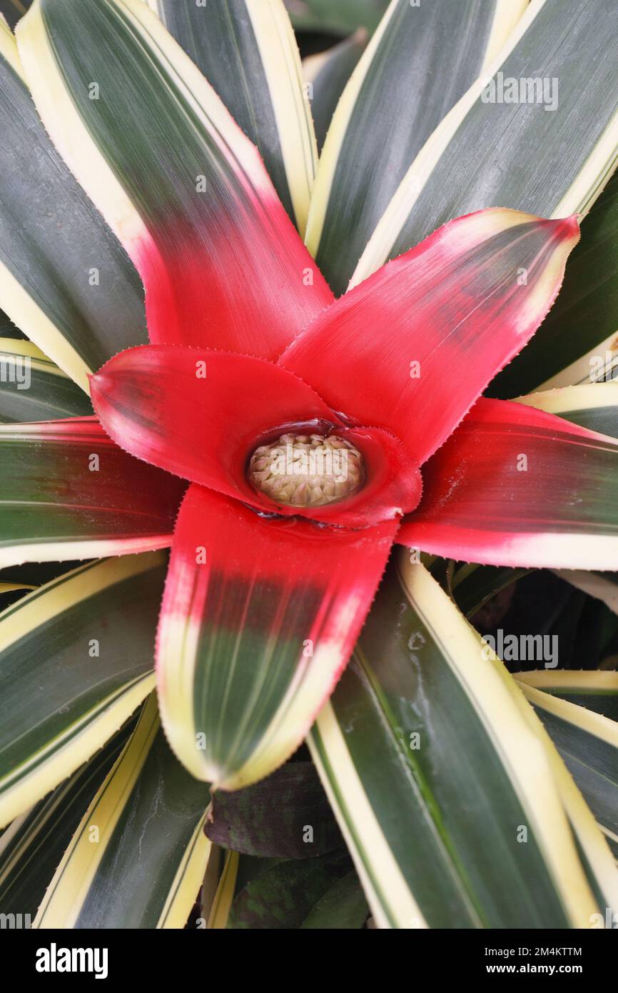 Neoregelia carolinae f. tricolor plant. Stock Photo