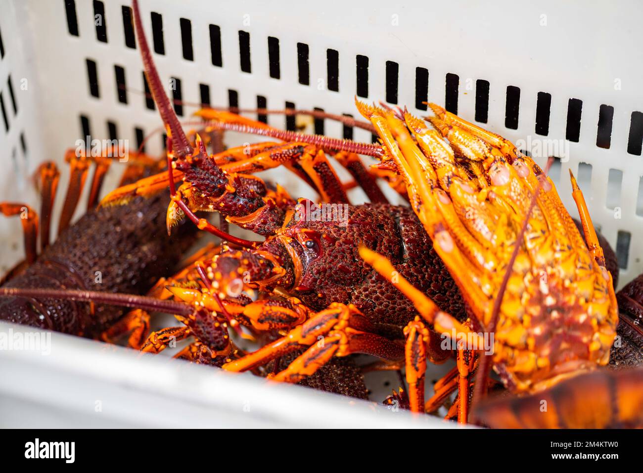 Catching live Lobster in America. Fishing crayfish in Tasmania Australia. ready for chinese new year in china Stock Photo