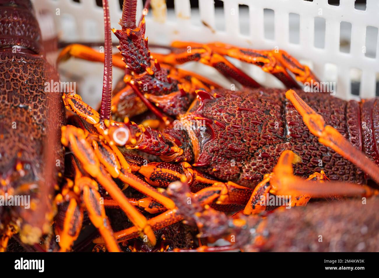 Live east coast rock lobster fishing in australia. Crayfish on a boat