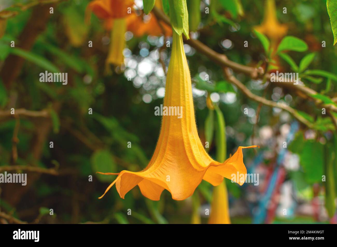 A closeup shot of Angel's trumpet flower with yellow petals against green leaves Stock Photo