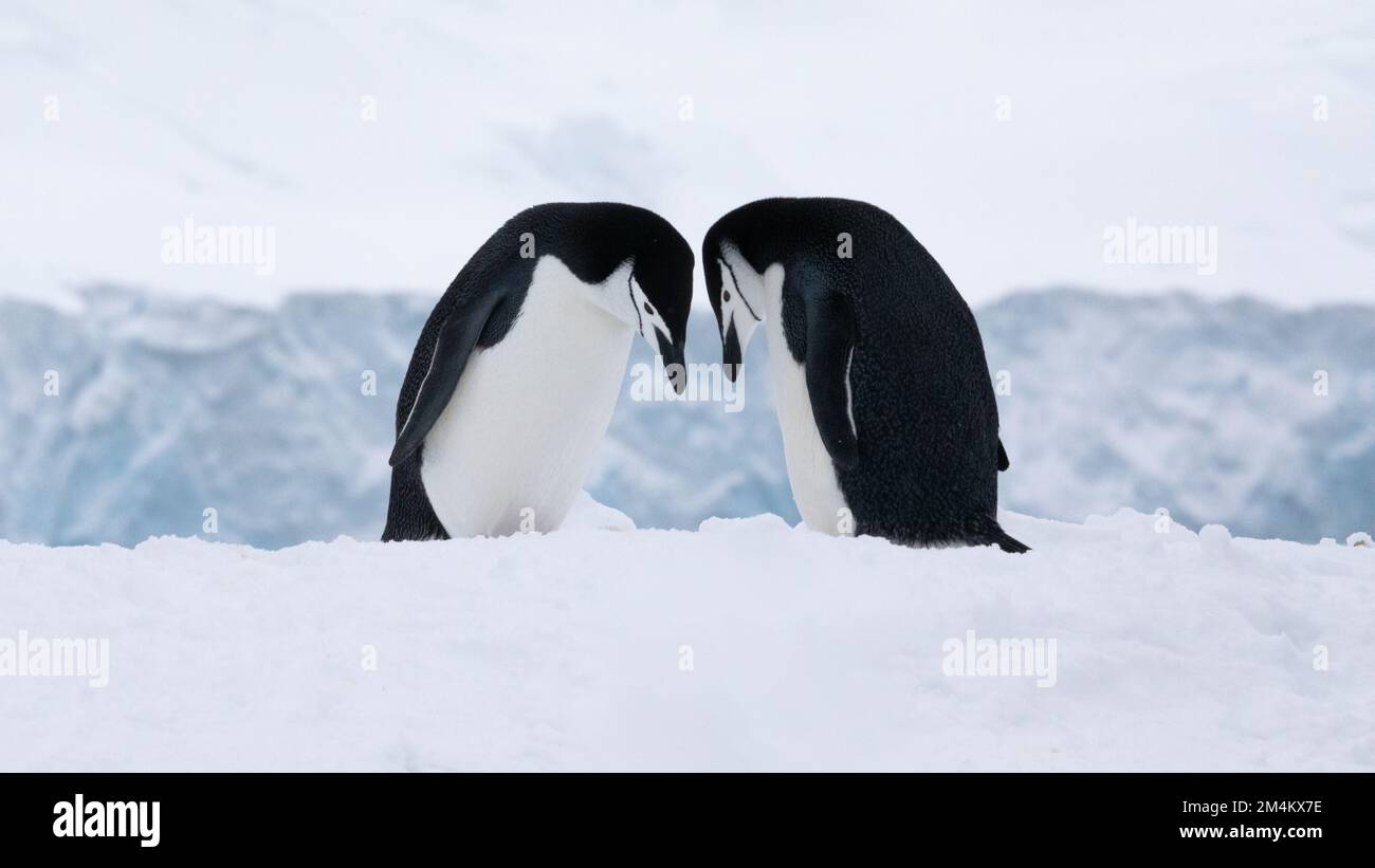 Mating chinstrap penguins hi-res stock photography and images - Alamy