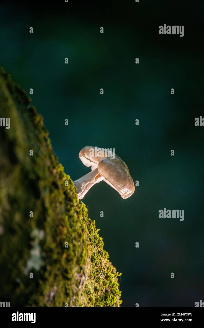 A vertical closeup shot of the Udemansiella mucosa fungus growing in ...