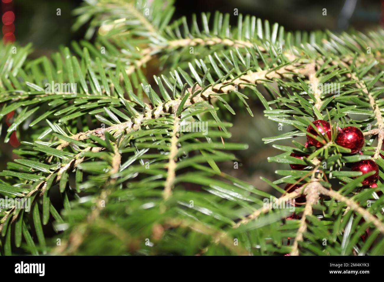 Christmas decorations found in a natural tree, offering colour and a special visual impact Stock Photo
