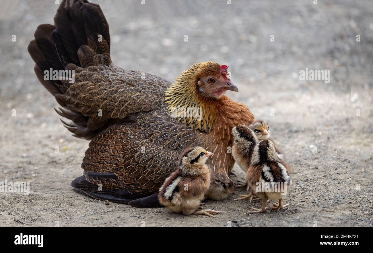 Close up of colourful mother hen sat with 4 very young strpied chicks in front Stock Photo