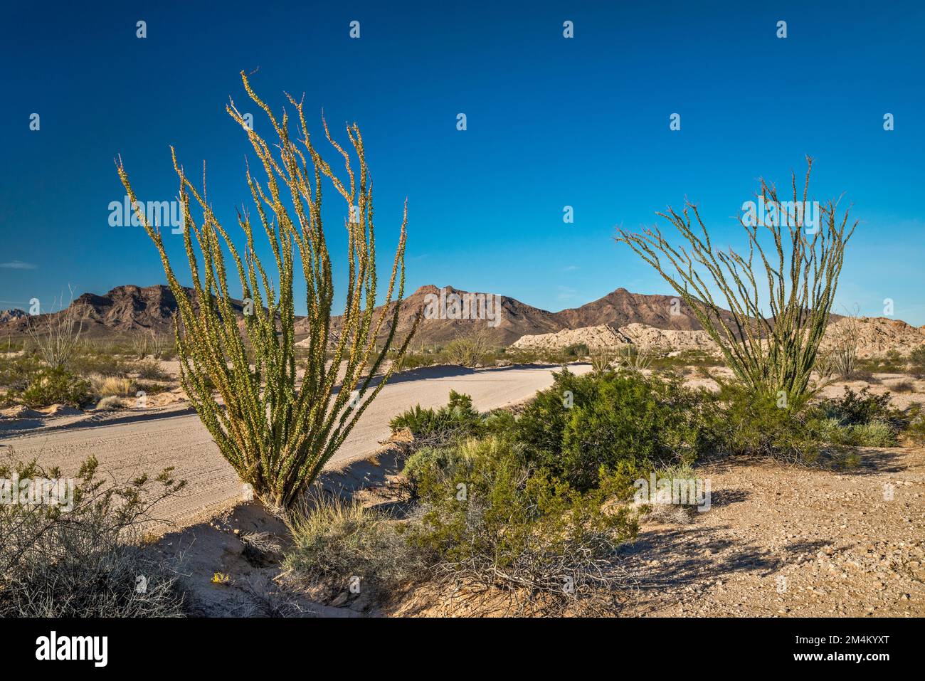 Ocotillos, Tordillo Mountain, Cabeza Prieta Mountains, Lechuguilla ...