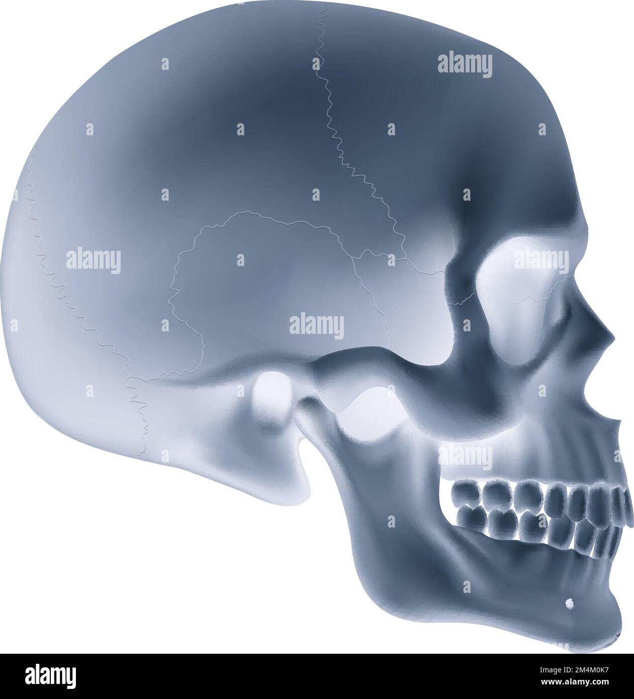The Human Skull. Illustration for Medicine, Science or for a Game ...