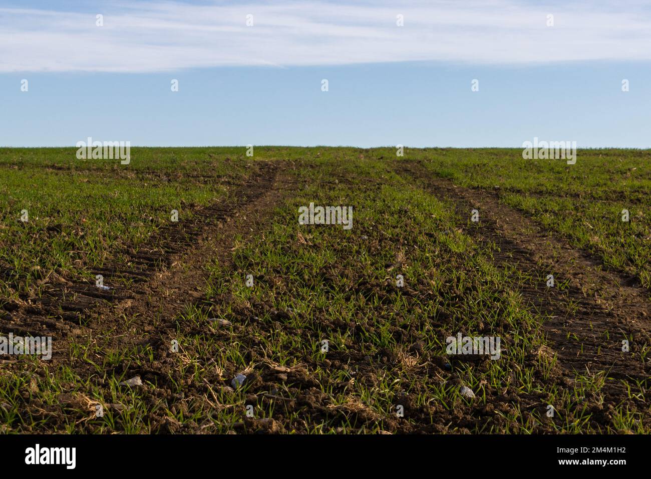 Tractor tracks in a agricultural field Stock Photo