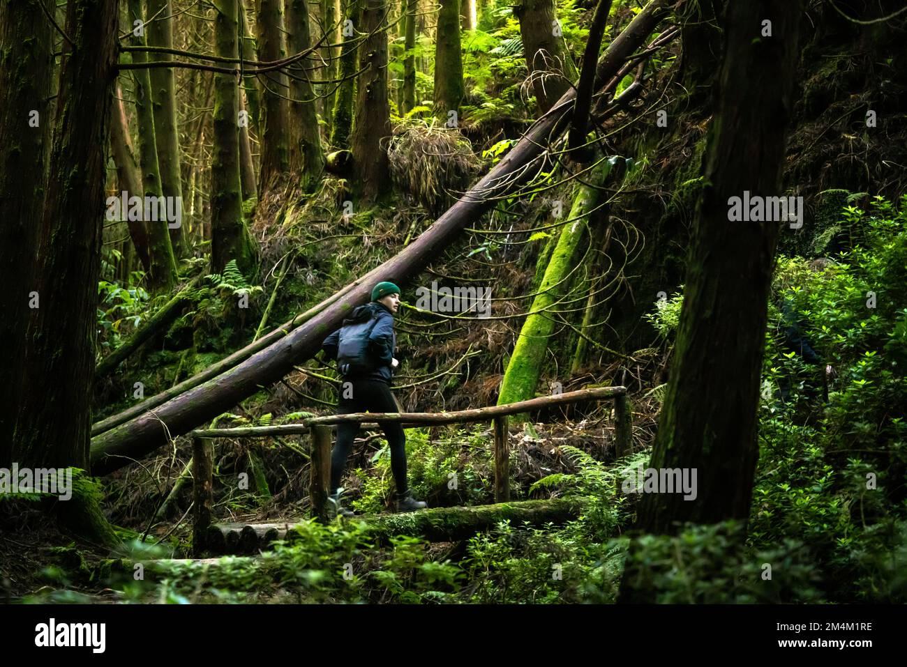 Girl hiking in a dense forest stock photo