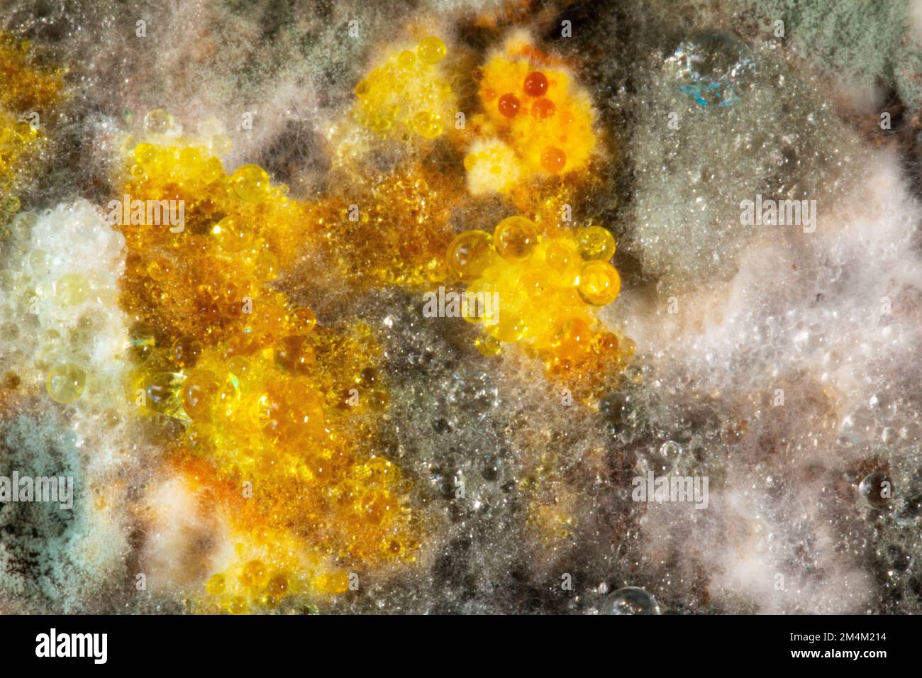 Ferrara, ITALY - June 04, 2020: spontaneous molds grown on food forgotten in the refrigerator. Hygiene problem dangerous to human health Stock Photo