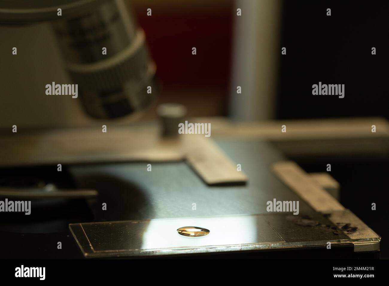 Pond water microscope hi-res stock photography and images - Alamy