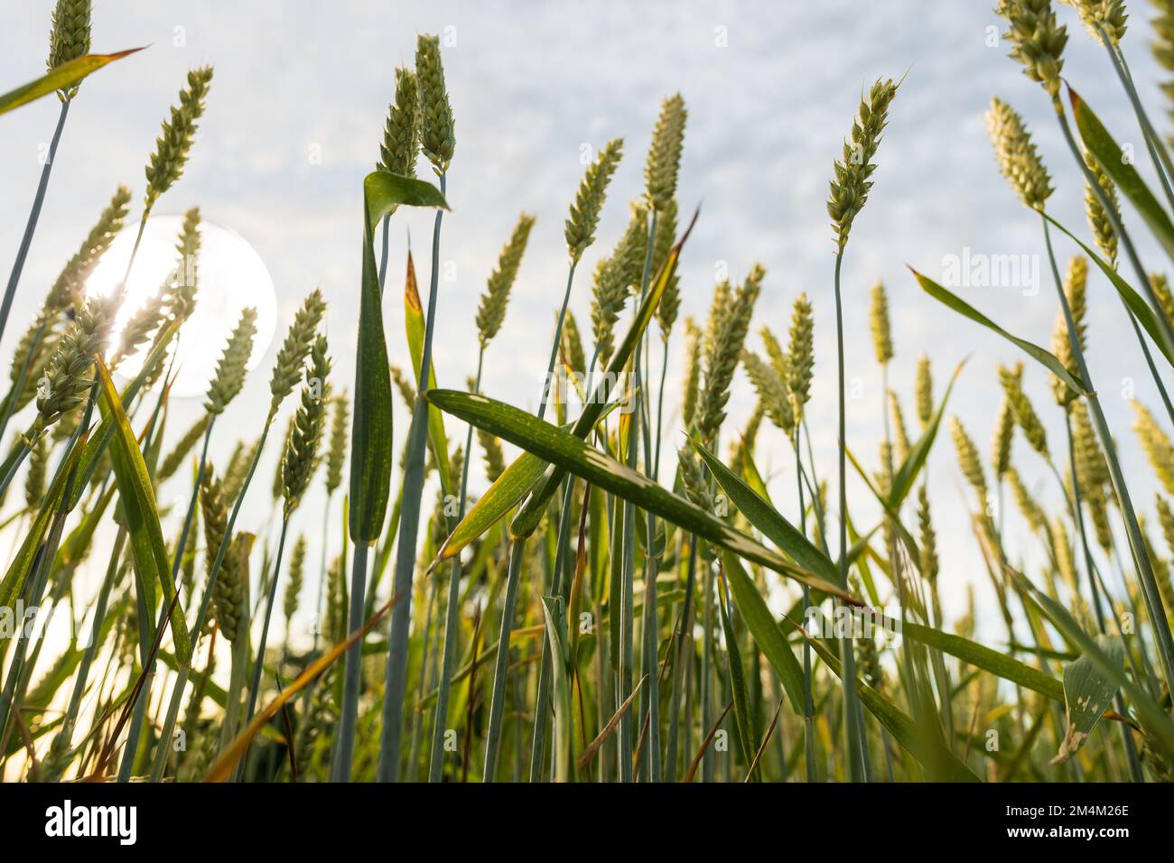 Common wheat triticum aestivum hi-res stock photography and images - Alamy