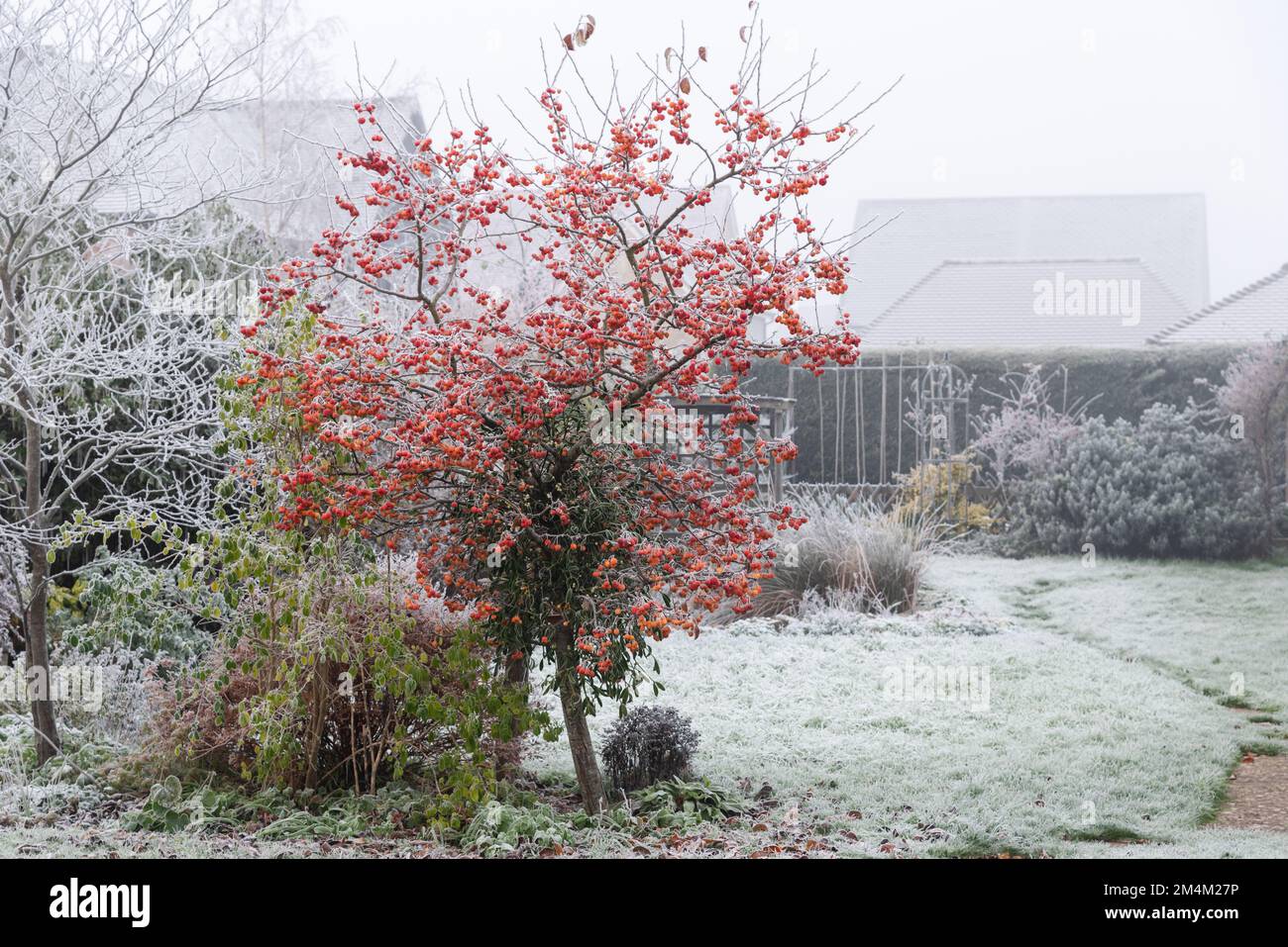 Crab apple tree, Malus Evereste, with Mistletoe in it, in a garden