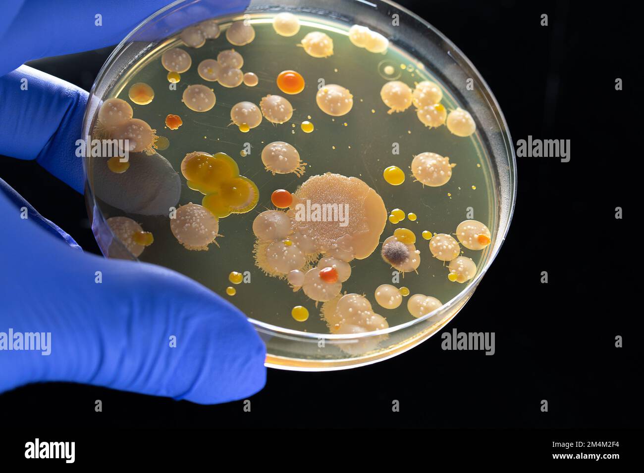 Closeup of the hand of a scientific researcher with blue glove holding a petri dish with bacterial and fungal pollutants. Laboratory analysis for the Stock Photo