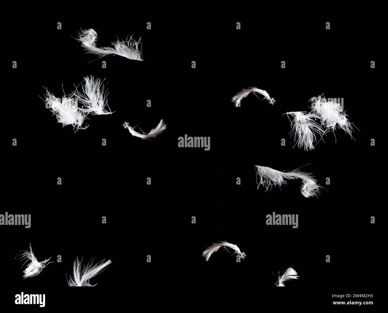 overlay with graphic pattern of white goose feathers isolated on black