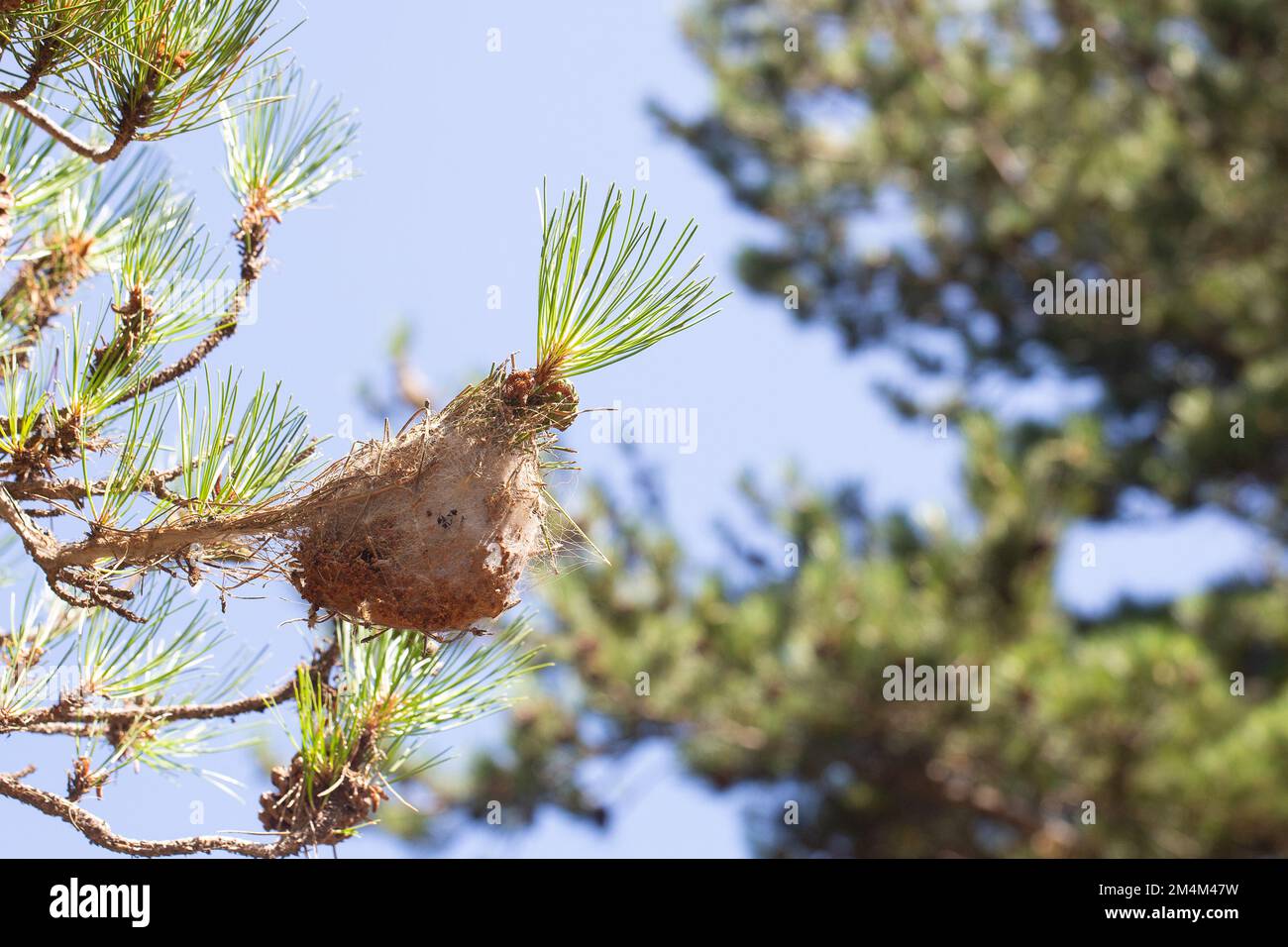 Cocoon with processionary larvae, the hairy and irritating caterpillar of a moth. Dangerous for humans and animals due to stinging hairs Stock Photo