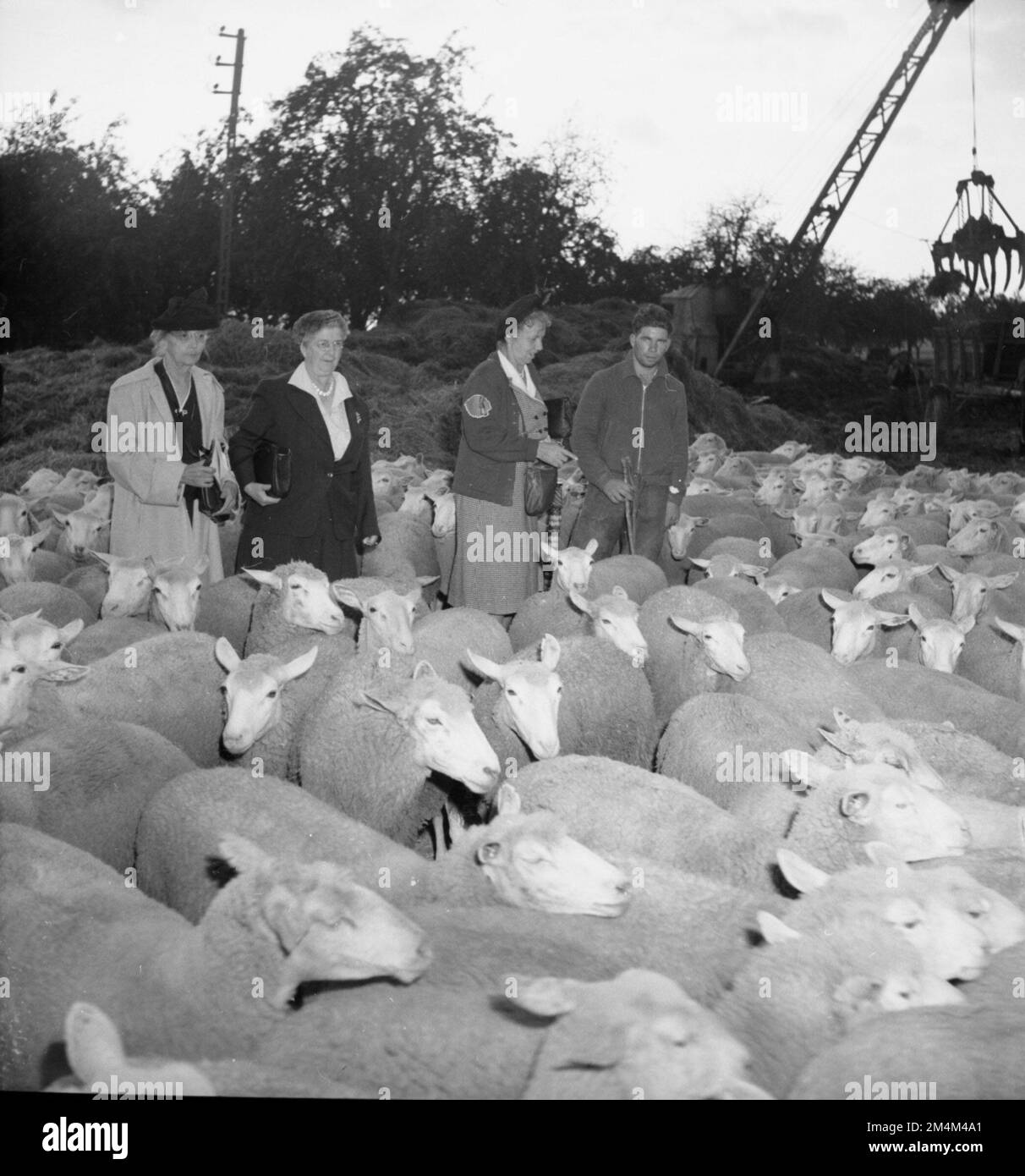 U. S. Farmers in Europe American Farmers Visit Marshall Plan Countries. Photographs of