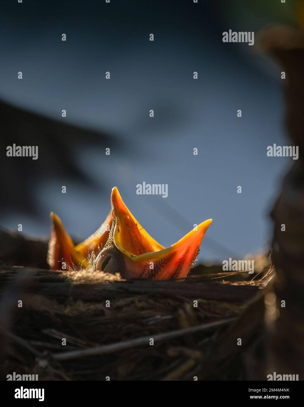 Hungry baby birds open mouth widely and cry for mother to feed them